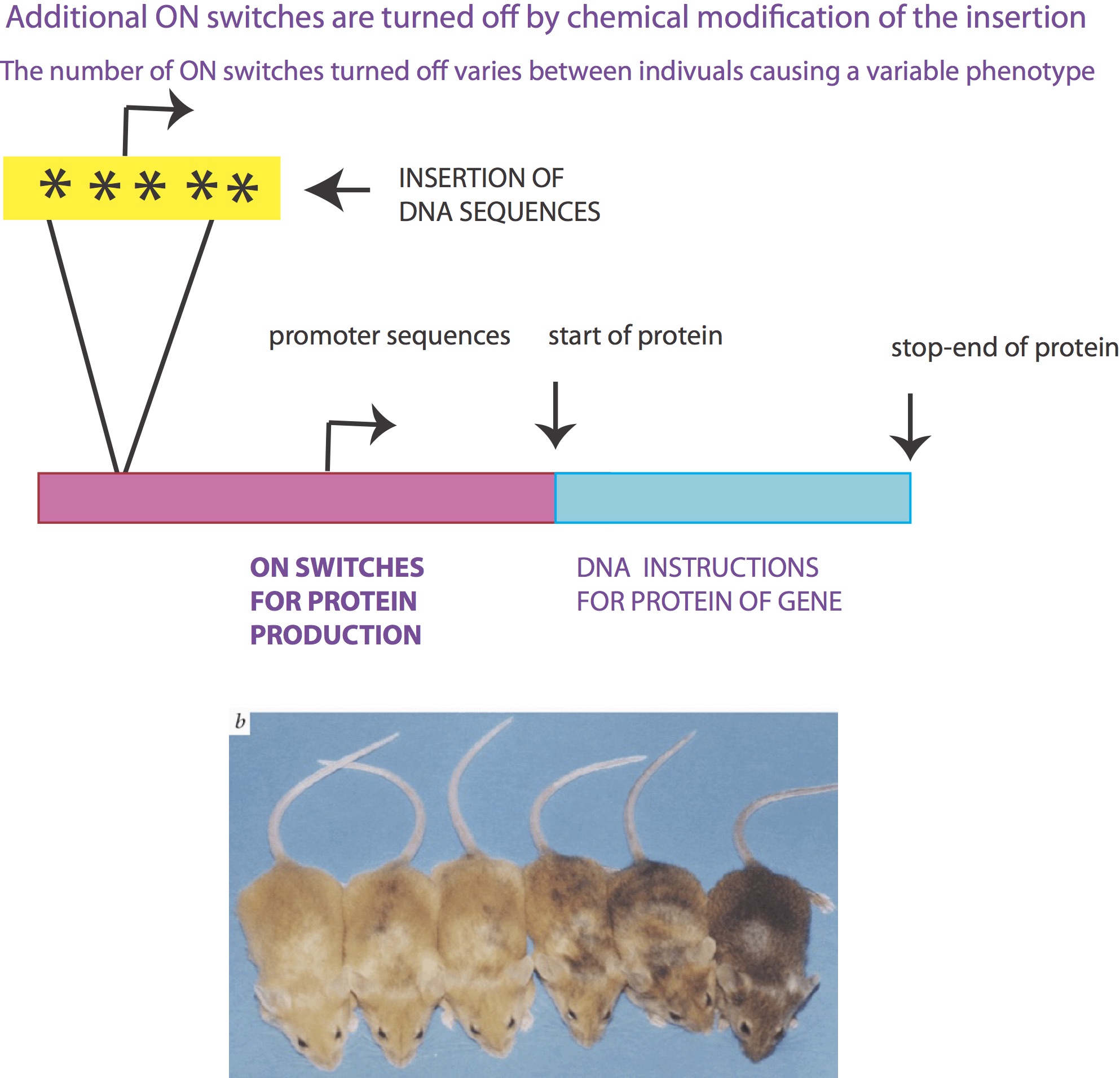 methylation