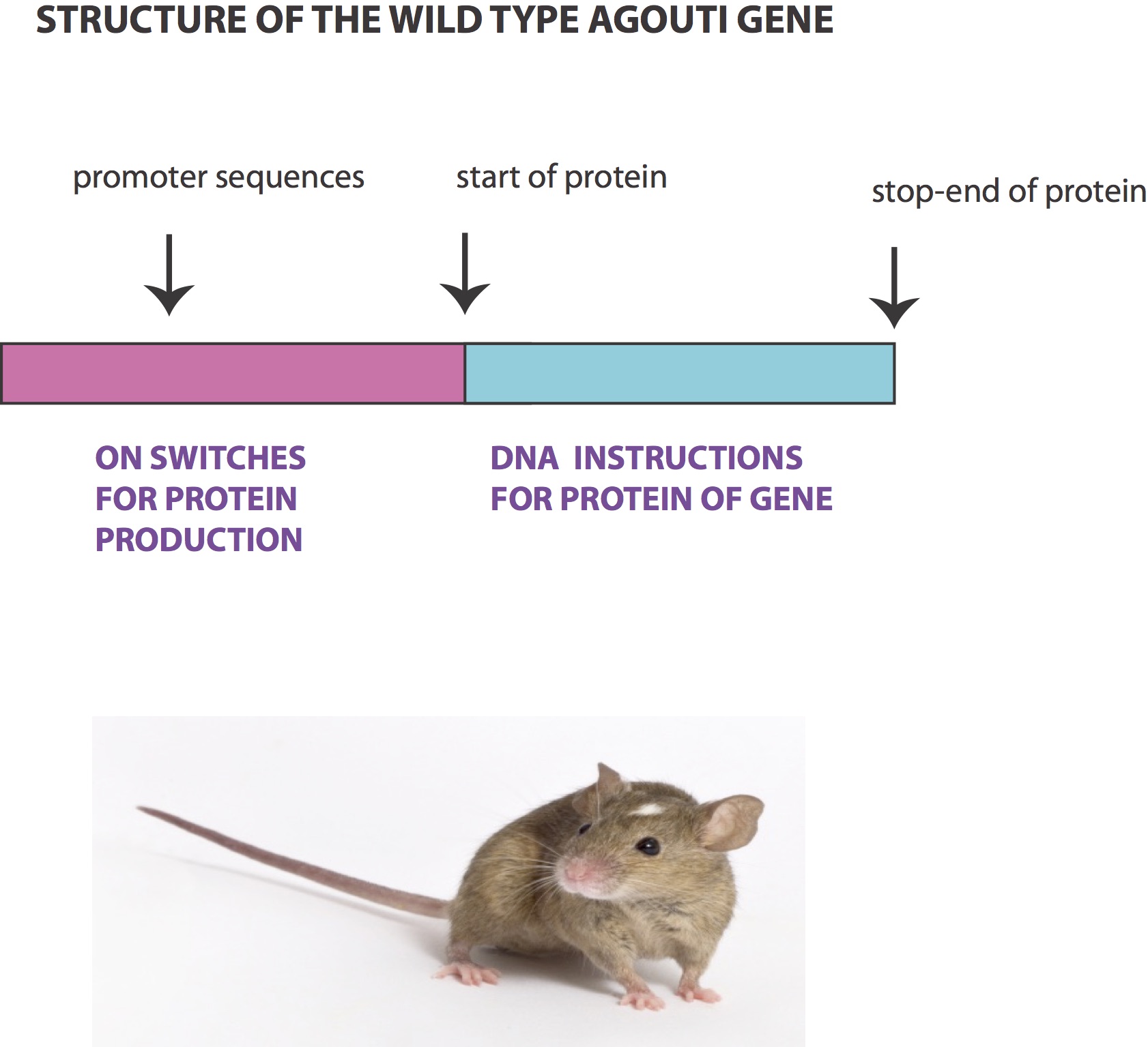 brown mouse