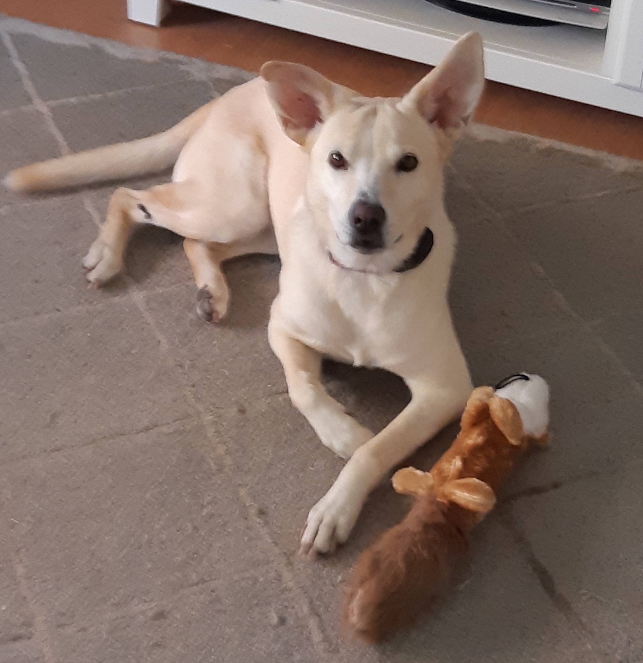 dog