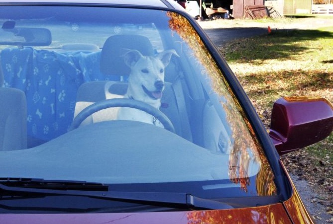 lily take the wheel